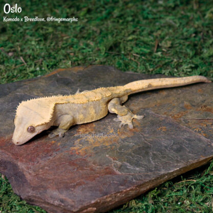 Oslo - 47.9g, male