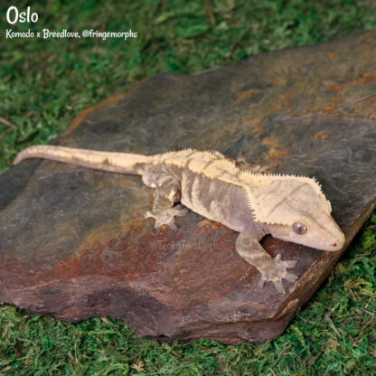 Oslo - 47.9g, male - Image 2