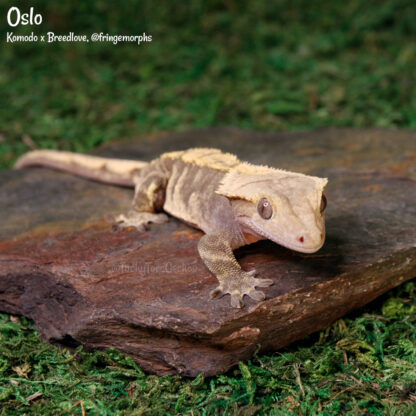 Oslo - 47.9g, male - Image 4