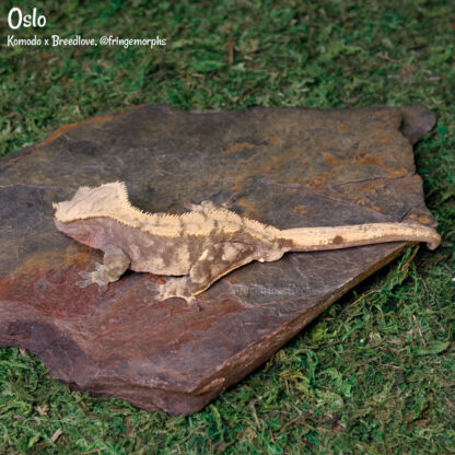 Oslo - 47.9g, male - Image 5
