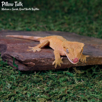 Pillow Talk - 43.6g, male - Image 2