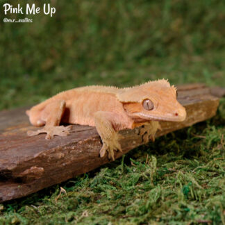 Pink Me Up - 41.3g, male, spotless pink!