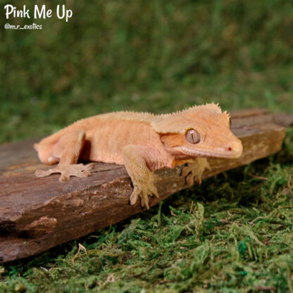 Pink Me Up - 41.3g, male, spotless pink!