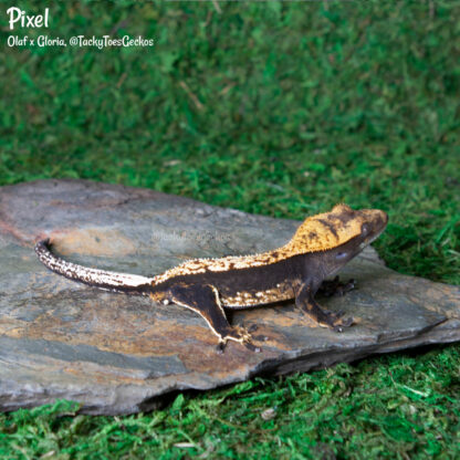 Pixel - 34.2g, male - Image 2