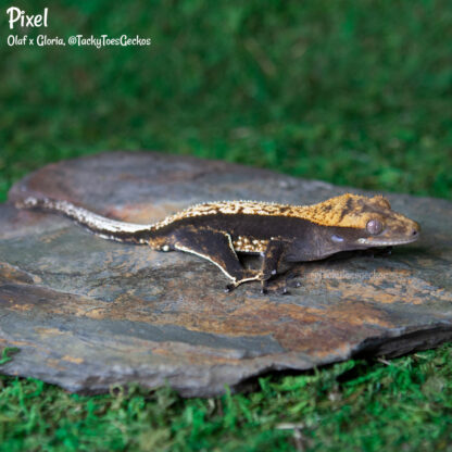 Pixel - 34.2g, male - Image 4