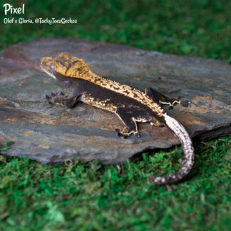 Pixel - 34.2g, male