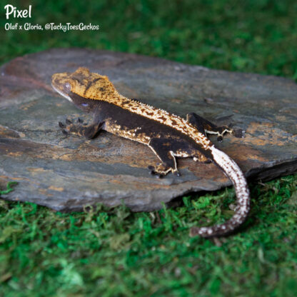 Olaf - 41g, male, proven - Image 6
