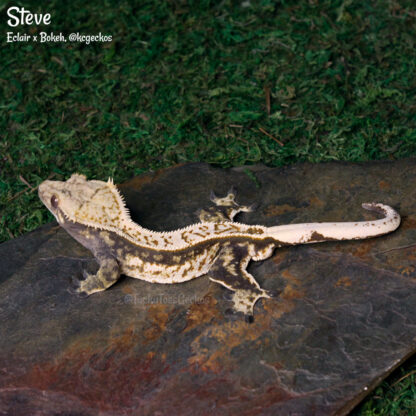 Steve - 45.8g, male