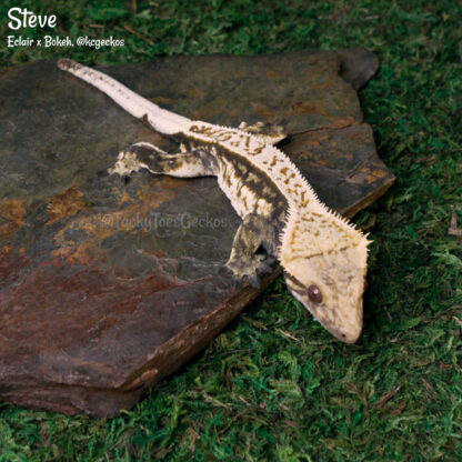 Steve - 45.8g, male - Image 2