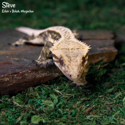 Steve - 45.8g, male - Image 3