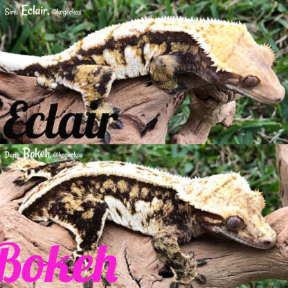 Steve - 45.8g, male - Image 4