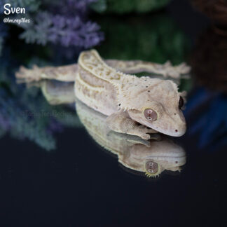 Sven - 38.7g, male