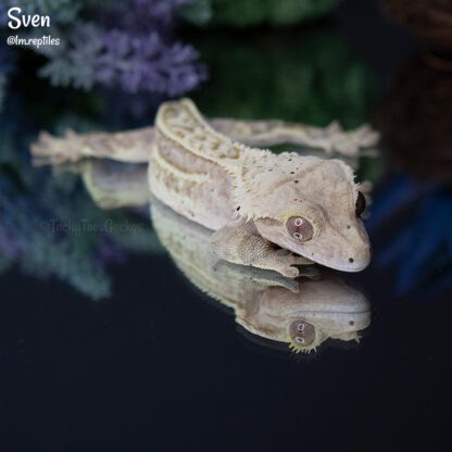 Sven - 38.7g, male