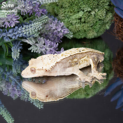Sven - 38.7g, male - Image 2