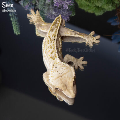 Sven - 38.7g, male - Image 3
