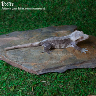 Boötes - 53.8g, female