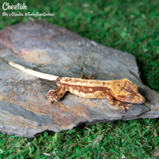 Cheetah - 43.2g, female
