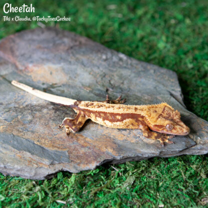 Cheetah - 43.2g, female