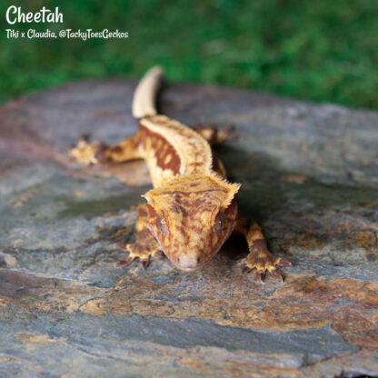 Cheetah - 43.2g, female - Image 3