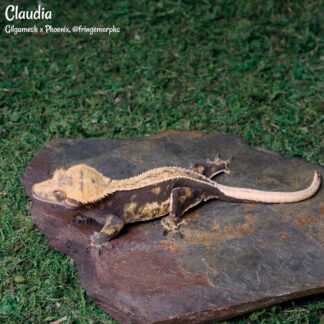 Claudia - 59.0g, female
