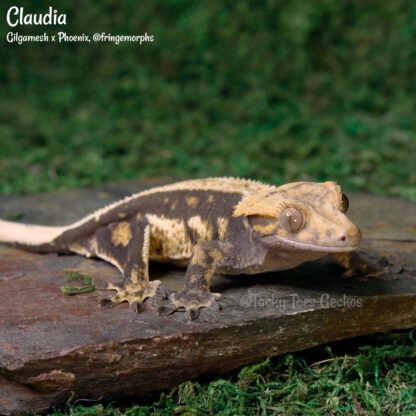 Claudia - 59.0g, female - Image 2