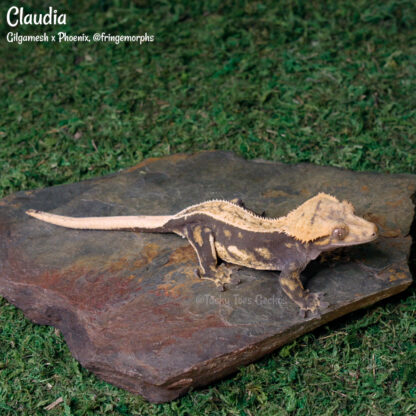 Claudia - 59.0g, female - Image 3