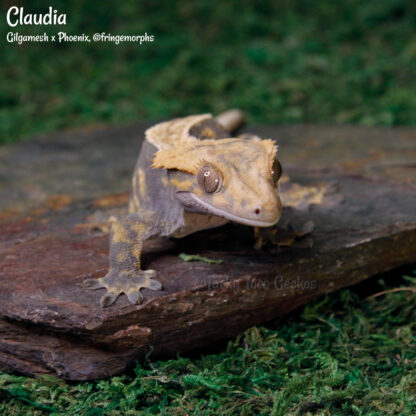 Claudia - 59.0g, female - Image 4
