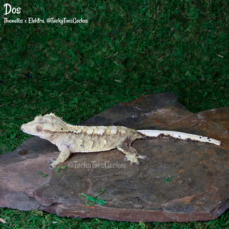 Dos - 46.7g, female
