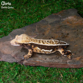 Gloria - 55.8g, female