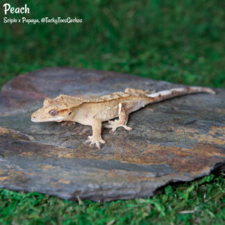 Peach - 40.4g, female, pet only