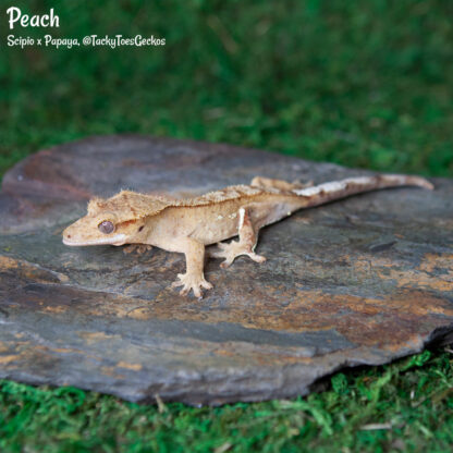 Peach - 40.4g, female, pet only
