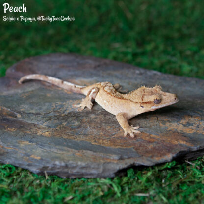 Peach - 40.4g, female, pet only - Image 2