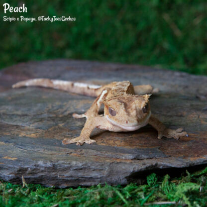 Peach - 40.4g, female, pet only - Image 4