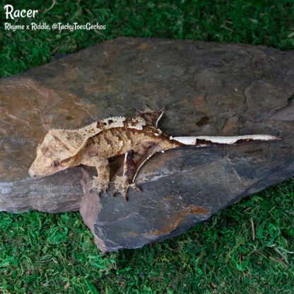 Racer - 31.6g, female - Image 2
