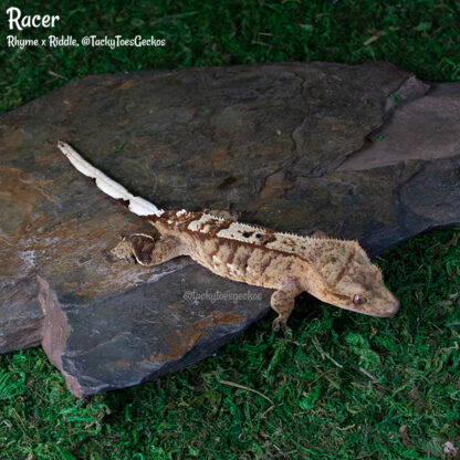 Racer - 31.6g, female