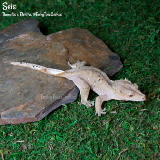 Seis - 42.1g, female