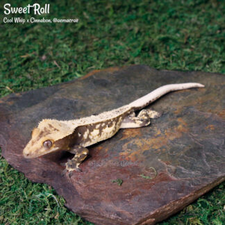 Sweet Roll - 44.7g, male