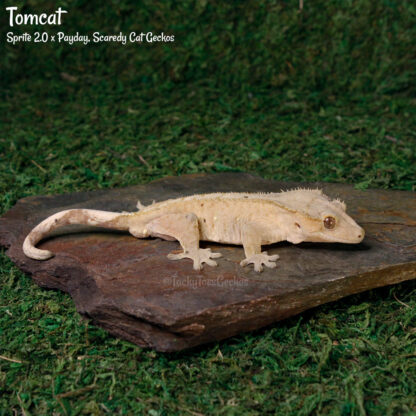 Tomcat - 55.9g, male - Image 2