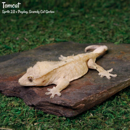 Tomcat - 55.9g, male