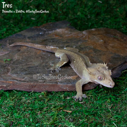 Tres - 41.6g, male, pet only - Image 2