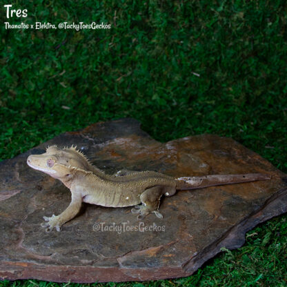 Tres - 41.6g, male, pet only