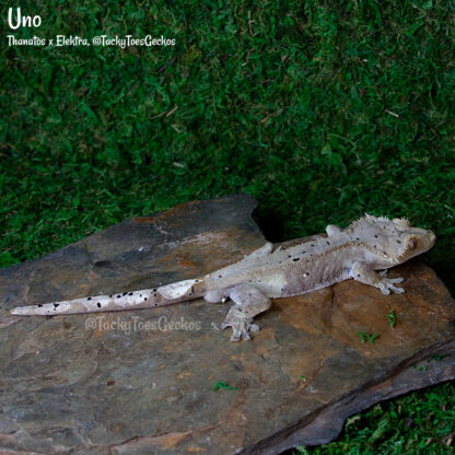 Uno - 43.6g, male - Image 2