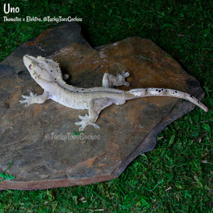 Uno - 43.6g, male