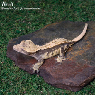 Winnie - 51.4g, female