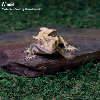 Winnie - 51.4g, female - Image 4