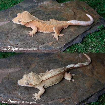 Peach - 40.4g, female, pet only - Image 5