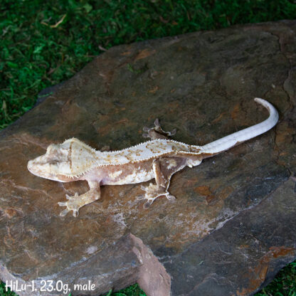 Hikaru x Lullaby #1, 23.0g male - Image 2