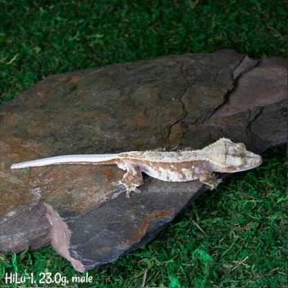 Hikaru x Lullaby #1, 23.0g male - Image 3