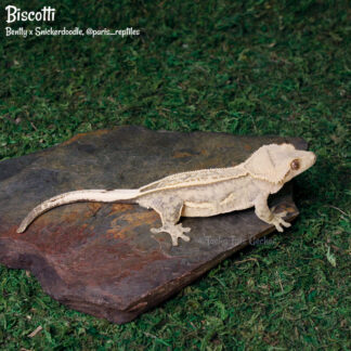 Biscotti, 63.8g female virgin