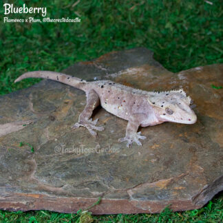"Blueberry", 45.1g female